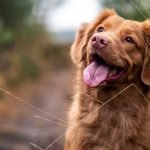 Dog-Care-TipsKeep-Your-Dog-Healthy,-Happy-&-Safe-on-passionarticles