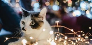 Tips-for-Cat-Adoption-for-the-First-30-Days-on-passionarticles