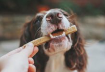5-Best-Tips-for-Choosing-the-Right-Dog-Treats-on-passionarticles