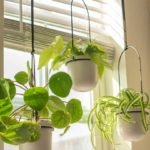 The-Best-Plant-Hangers-for-Your-Home-Garden-on-passionarticles