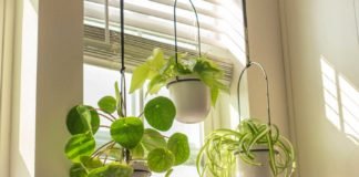 The-Best-Plant-Hangers-for-Your-Home-Garden-on-passionarticles