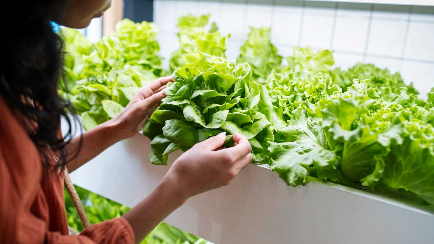 Growing Hydroponic Basil: A Green Thumb’s Journey To Fragrant Success