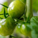 Green-Tomatoes-Fall-Off-The-Vine-Why-&-What-To-Do-on-passionarticles