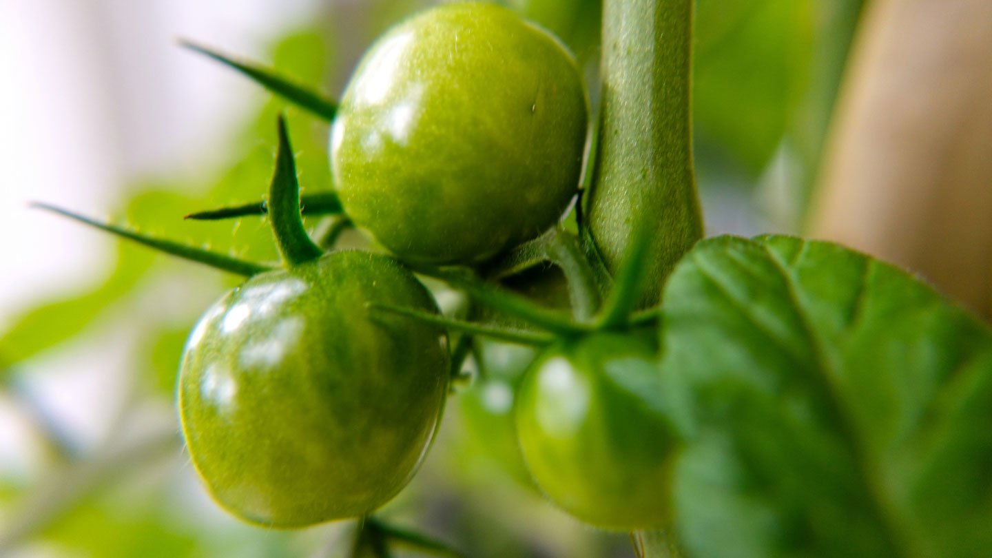 Green Tomatoes Fall Off The Vine: Why & What To Do